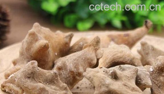 五倍子的功效与作用 五倍子的药用价值-0