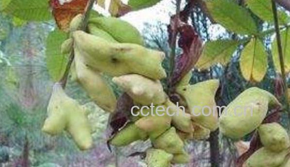 五倍子的功效与作用 五倍子的药用价值-1