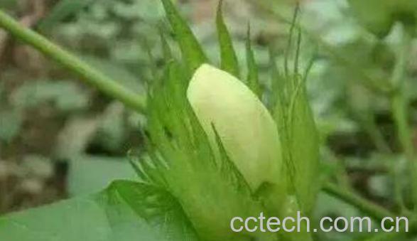 水棉花的功效与作用 水棉花的药用价值-0