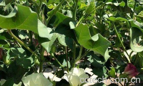 水棉花的功效与作用 水棉花的药用价值-1