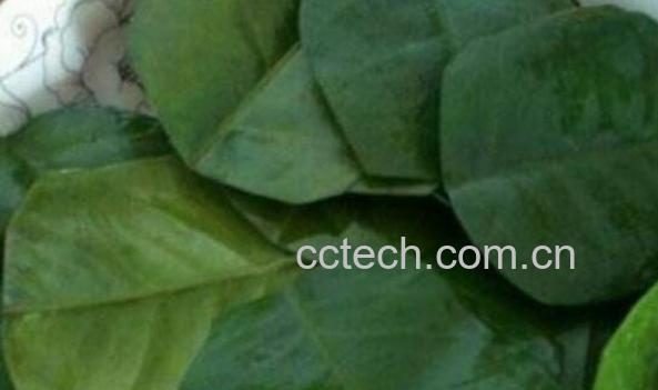 柚叶的功效与作用 柚叶的药用价值-1