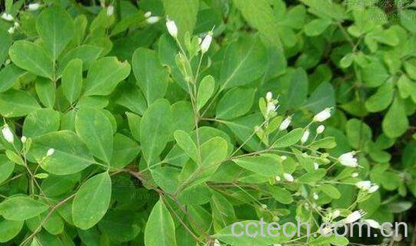 臭节草根的功效与作用 臭节草根的药用价值-0