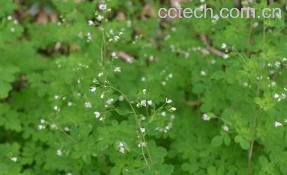臭节草根的功效与作用 臭节草根的药用价值-1