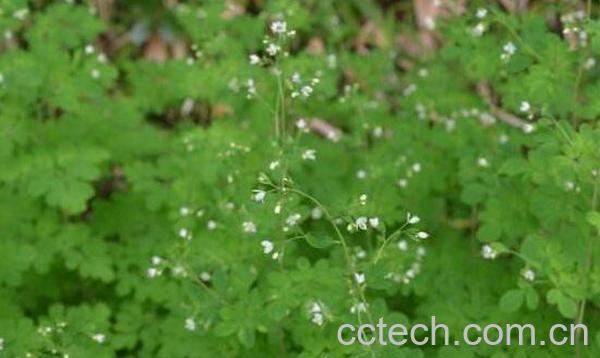 臭节草的功效与作用-0
