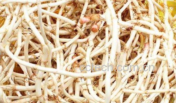 臭草根的功效和作用-1