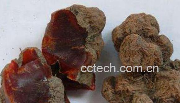 雪三七的功效与作用 雪三七的副作用-0