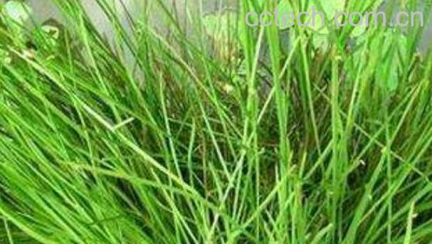 生灯心草的功效与作用-0