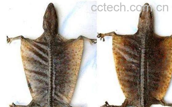 蛤蚧的功效与作用及药用价值-1