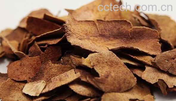 茯苓皮的功效与作用及药用价值-0