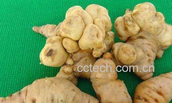 怀地黄的功效与作用 怀地黄的食用方法-0