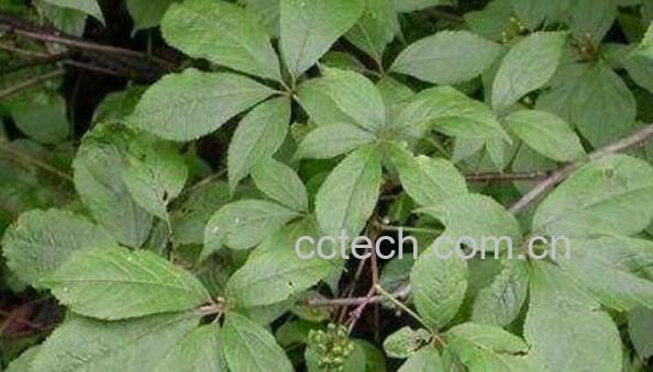 地黄叶怎么吃 地黄叶的食用方法-1