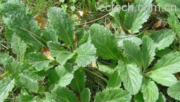 地黄叶怎么吃 地黄叶的食用方法-0