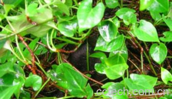 地黄苗的功效与作用 地黄苗可以吃吗-1