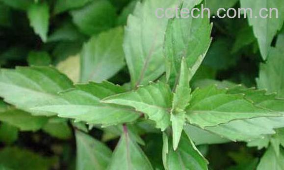 地黄苗的功效与作用 地黄苗可以吃吗-0