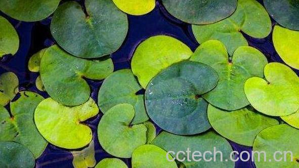 浮萍的功效与作用 浮萍泡水喝有什么功效-0