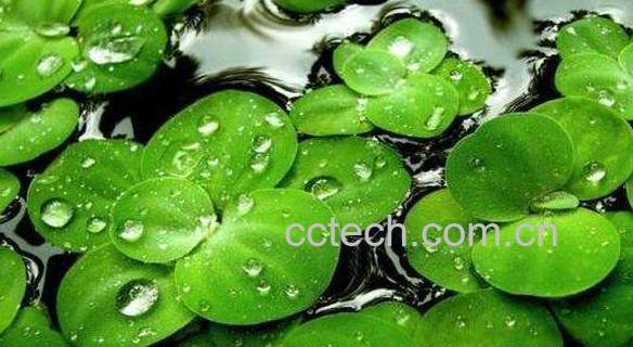 浮萍的功效与作用 浮萍泡水喝有什么功效-1