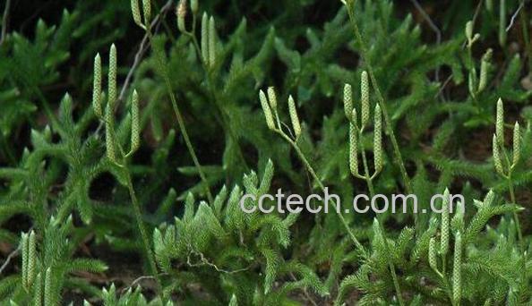 称筋草的功效与作用-1