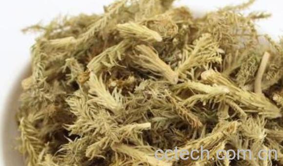 称筋草的功效与作用-0