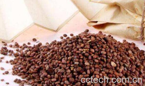 莱菔子生用和炒的区别 菜菔子的功效与作用-0