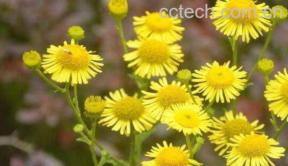 旋覆花与蜜旋覆花的区别 旋覆花的食用方法-0