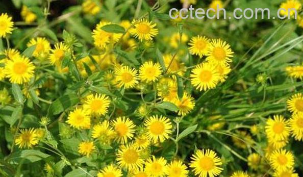 旋覆花与蜜旋覆花的区别 旋覆花的食用方法-1