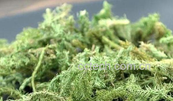 伸筋草的功效与作用 伸筋草的副作用-0