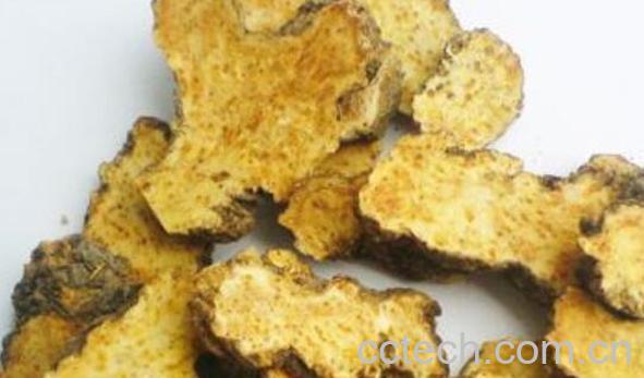 苍术泡水喝有什么功效 苍术泡水的药用价值-0