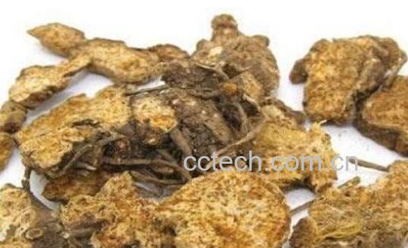 苍术泡水喝有什么功效 苍术泡水的药用价值-1