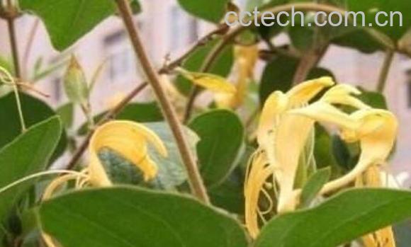 青刺根的功效与禁忌-1