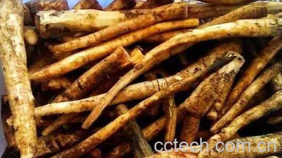 青刺根的功效与禁忌-0