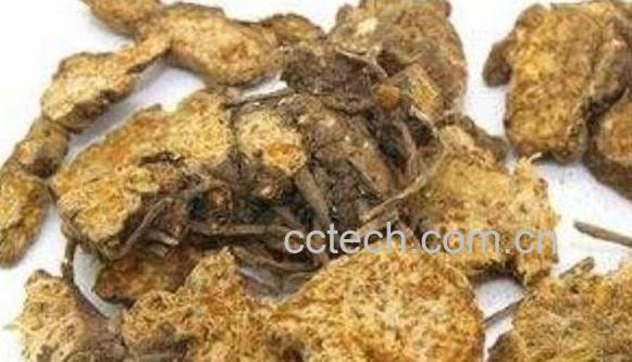 苍术的功效与作用 苍术的药用价值-0