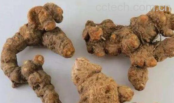 苍术的功效与作用 苍术的药用价值-1