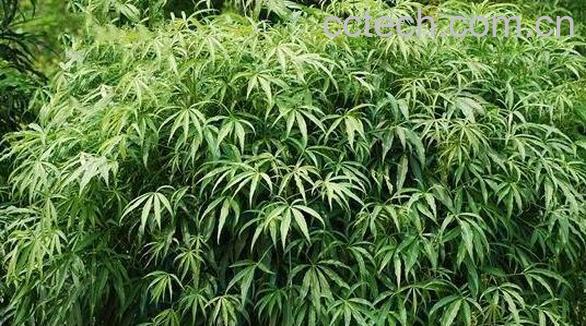 梁王茶的功效与作用 梁王茶有哪些药用价值-0