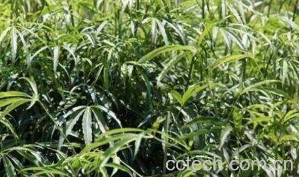 梁王茶的功效与作用 梁王茶有哪些药用价值-1