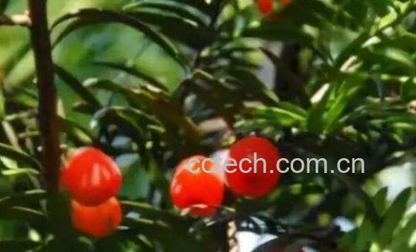 梁王茶怎么吃 梁王茶的吃法教程-0