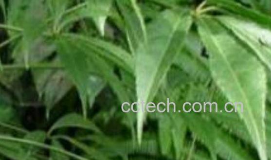 梁王茶怎么吃 梁王茶的吃法教程-1