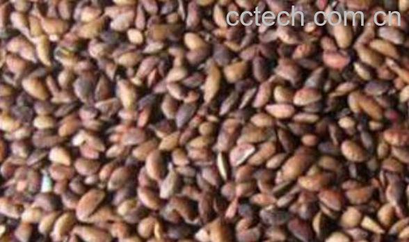 柏树的种子有什么用 柏树种子怎么处理-0