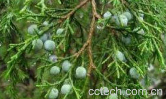 圆柏果的功效与作用 圆柏果的药用价值-0