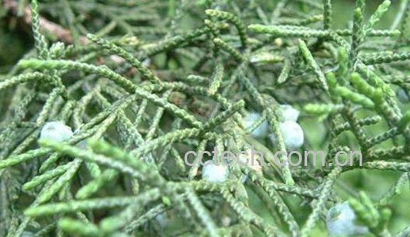 圆柏果的功效与作用 圆柏果的药用价值-1