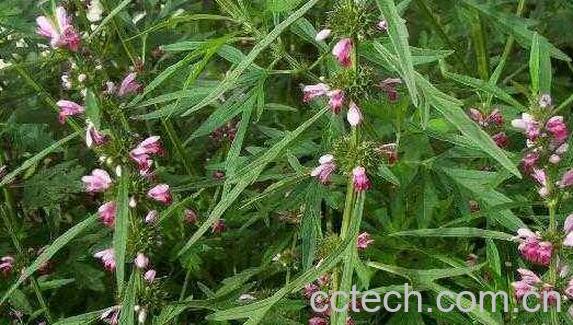 茺蔚子和益母草的区别 茺蔚子的功效与作用-0