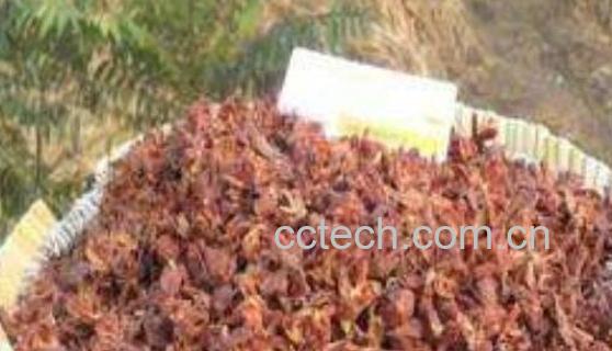 柏树籽装枕头有何害处 柏壳枕头副作用-1