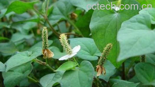 百仙草的功效与作用 百仙草的副作用-0