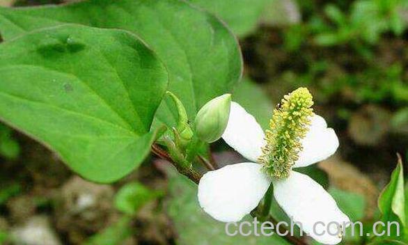 百仙草的功效与作用 百仙草的副作用-1