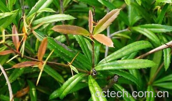 豪猪刺的药效与禁忌-0