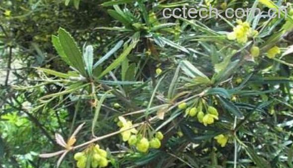 豪猪刺的药效与禁忌-1