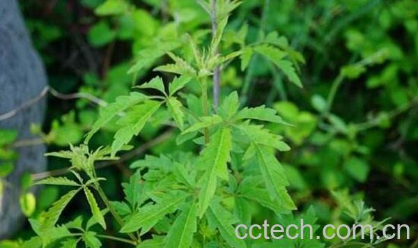 百荆条根的功效与作用-0