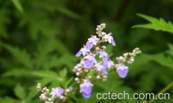 百荆条根的功效与作用-1