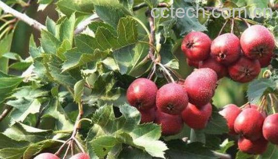 野生山楂树根的功效与作用-1