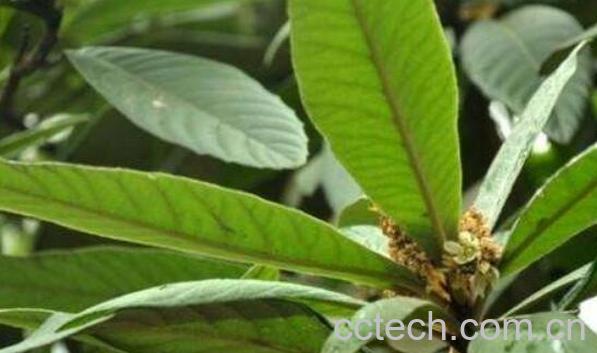 生枇杷叶的功效与作用-0