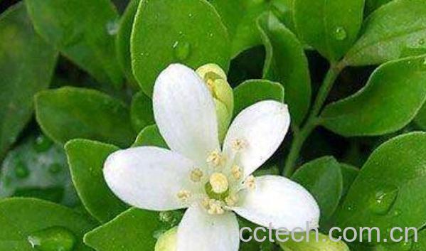 九里香的功效与作用 九里香的禁忌-0